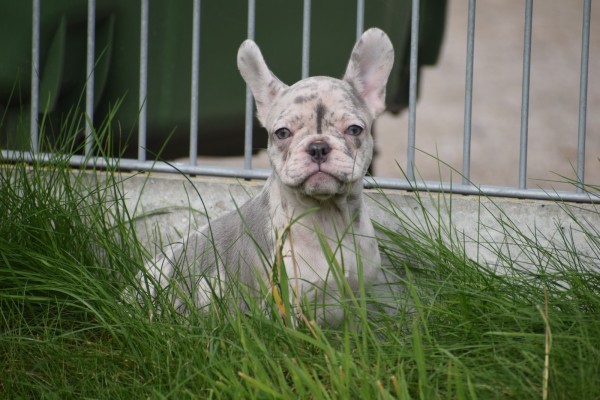 Franse bulldog (teef) 01756