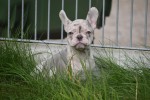 Franse bulldog (teef) 01756