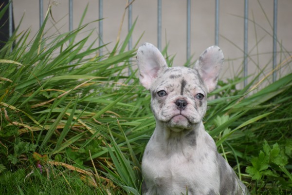 Franse bulldog (teef) 01756