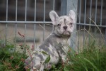 Franse bulldog (teef) 01756