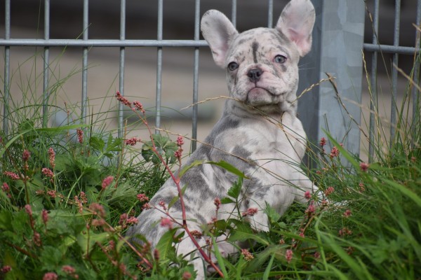 Franse bulldog (teef) 01756