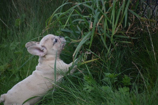 Franse bulldog (teef) 01759