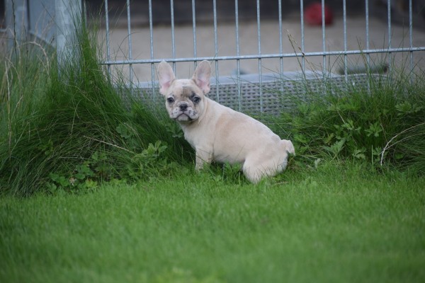 Franse bulldog (teef) 01759