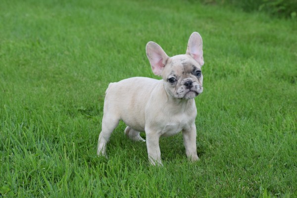 Franse bulldog (teef) 01759