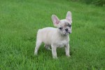 Franse bulldog (teef) 01759