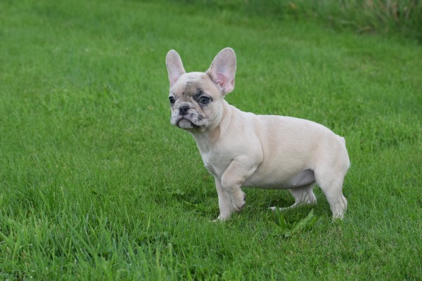 Franse bulldog (teef) 01759