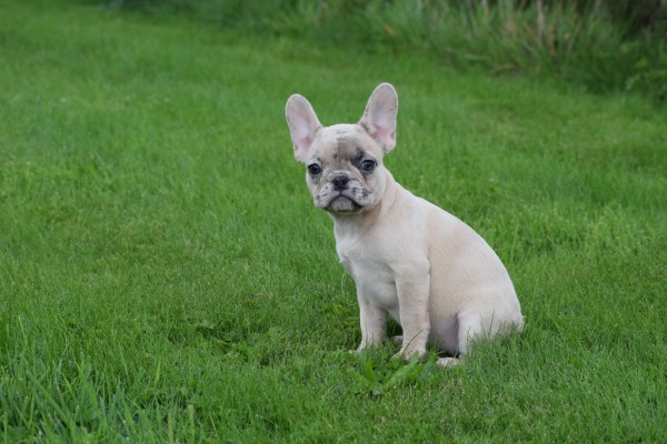 Franse bulldog (teef) 01759