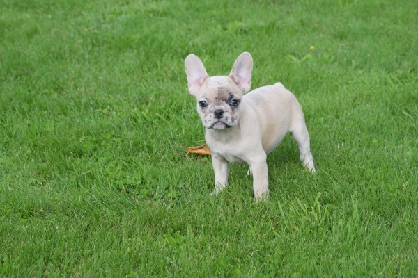 Franse bulldog (teef) 01759