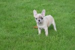 Franse bulldog (teef) 01759