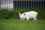 Franse bulldog (reu) 01748