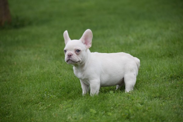 Franse bulldog (reu) 01748