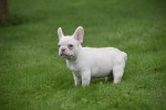 Franse bulldog (reu) 01748