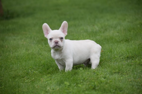 Franse bulldog (reu) 01748
