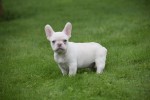 Franse bulldog (reu) 01748