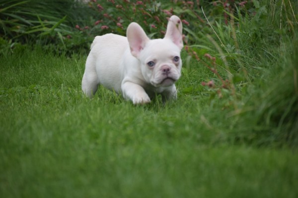 Franse bulldog (reu) 01748