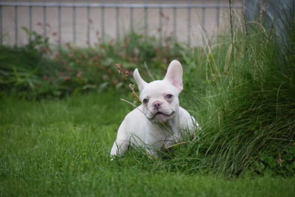Franse bulldog (reu) 01748