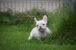 Franse bulldog (reu) 01748