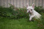 Franse bulldog (reu) 01748