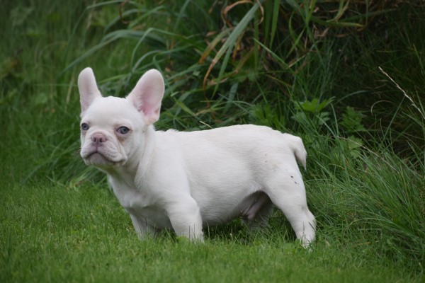 Franse bulldog (reu) 01748