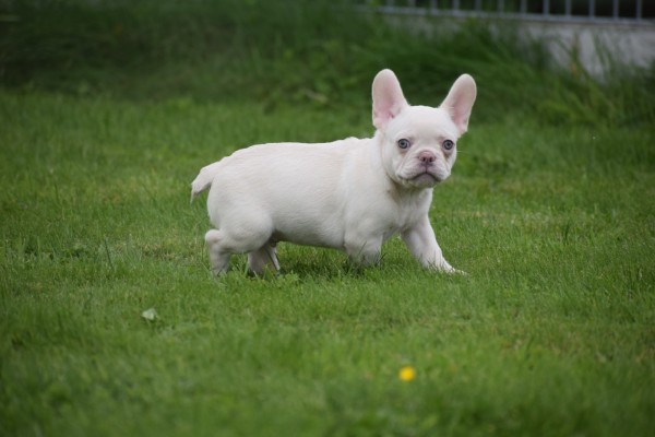 Franse bulldog (reu) 01748