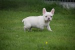 Franse bulldog (reu) 01748