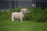 Franse bulldog (reu) 01751