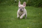 Franse bulldog (reu) 01751