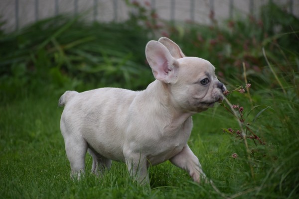 Franse bulldog (reu) 01751