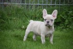 Franse bulldog (reu) 01751