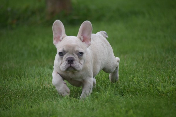 Franse bulldog (reu) 01751