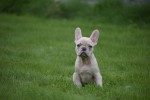 Franse bulldog (reu) 01751