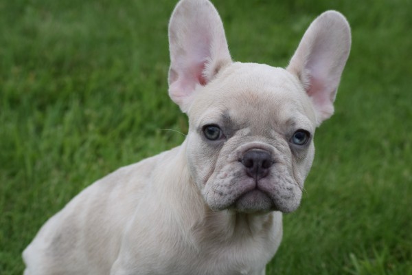 Franse bulldog (reu) 01751