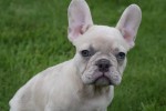 Franse bulldog (reu) 01751