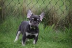 Franse bulldog (reu) 01747