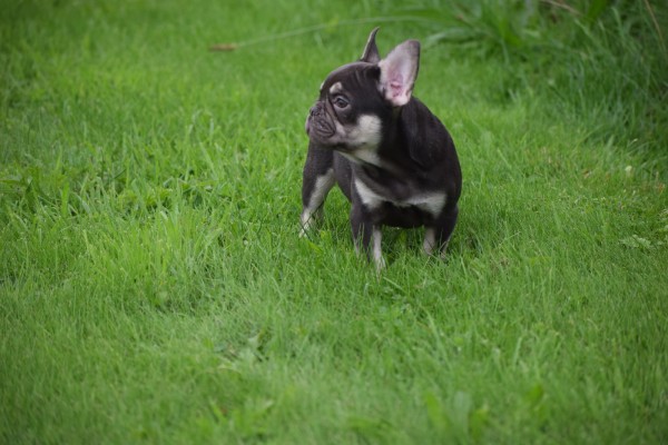 Franse bulldog (reu) 01747