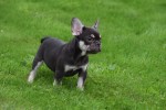 Franse bulldog (reu) 01747