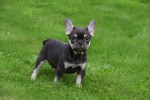 Franse bulldog (reu) 01747