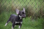 Franse bulldog (reu) 01747