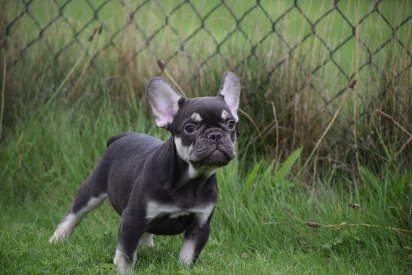 Franse bulldog (reu) 01747