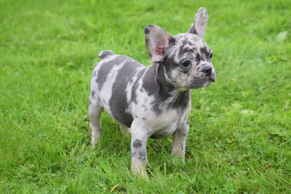 Franse bulldog (teef) 01742