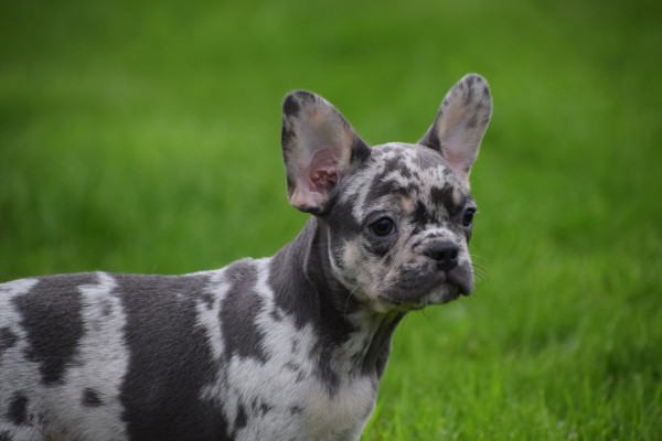 Franse bulldog (teef) 01742