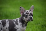 Franse bulldog (teef) 01742