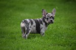Franse bulldog (teef) 01742