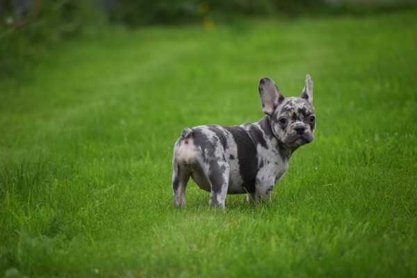 Franse bulldog (teef) 01742