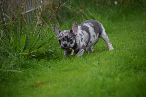 Franse bulldog (teef) 01742