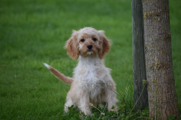 Cavapoo (teef) 51685