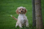 Cavapoo (teef) 51685