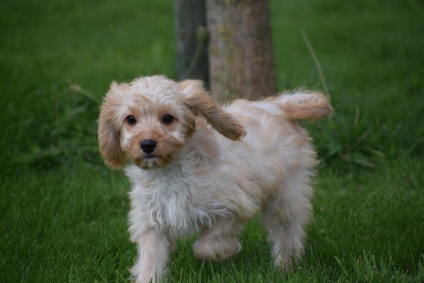 Cavapoo (teef) 51685