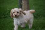 Cavapoo (teef) 51685