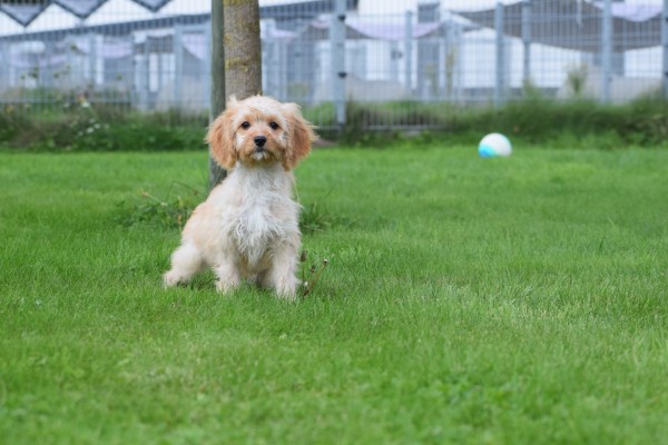 Cavapoo (teef) 51685